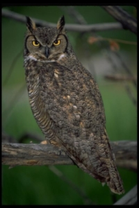 Great Horned Owl