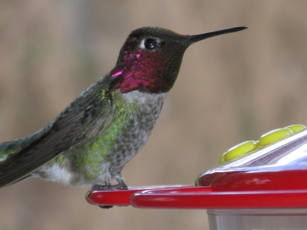 Hummer